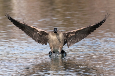 Branta-canadensis;Canada-Goose;Landing;One;Photography;action;active;aloft;avif